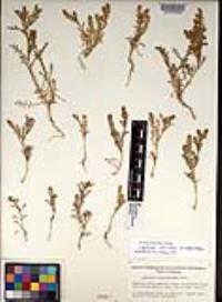 Lepidium strictum image