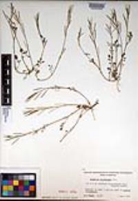 Cardamine oligosperma image