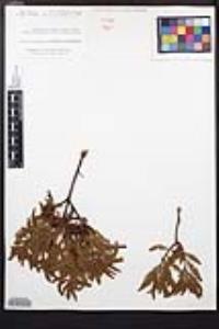 Chamaebatia australis image
