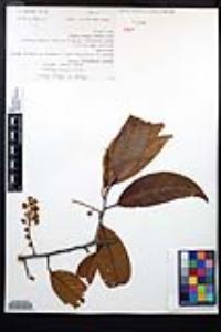 Prunus tetradenia image