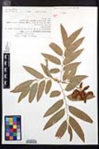 Thouinidium decandrum image