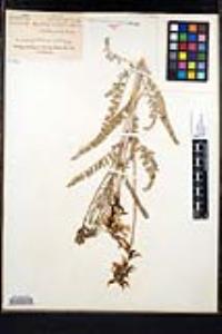 Astragalus trichopodus var. lonchus image