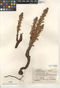 Aphyllon parishii subsp. parishii image