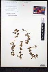 Scutellaria tuberosa image