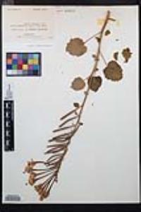 Chylismia arenaria image