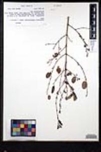 Karwinskia parvifolia image