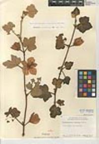 Fremontodendron mexicanum image