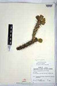 Cylindropuntia versicolor image
