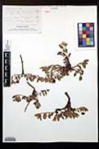 Oenothera deserticola image