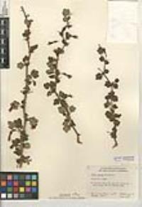 Ribes amarum image
