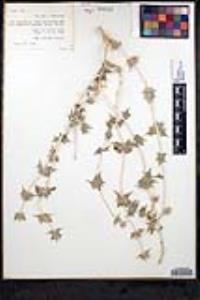 Salvia greatae image