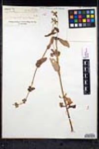 Stachys rigida var. quercetorum image