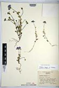 Nemophila menziesii var. menziesii image