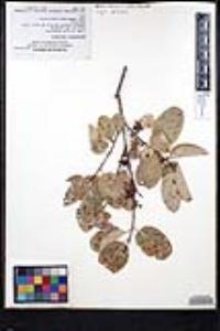 Karwinskia latifolia image