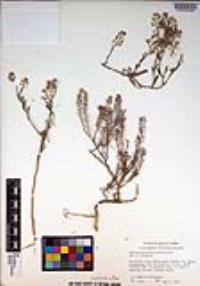 Sphaerocardamum divaricatum image