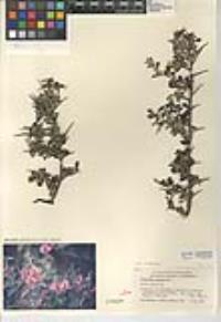 Pickeringia montana var. tomentosa image