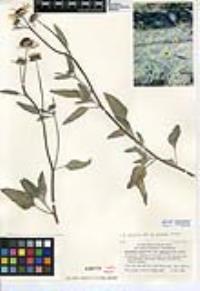 Helianthus petiolaris subsp. canescens image