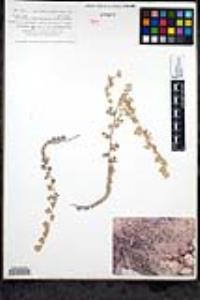 Acmispon argophyllus var. argophyllus image