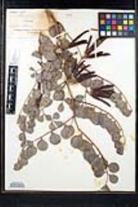 Hosackia crassifolia var. crassifolia image