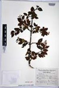 Viburnum acutifolium image