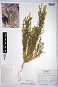 Oligomeris linifolia image