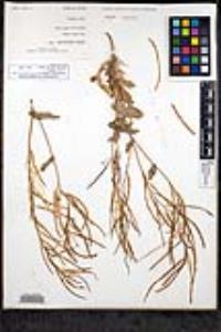 Streptanthus cordatus var. cordatus image