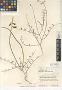 Astragalus pachypus var. pachypus image