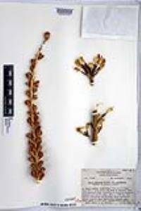 Agave utahensis var. nevadensis image