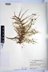 Cyperus laevigatus image