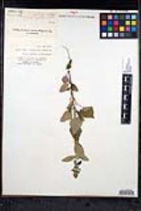 Scutellaria pilosa image