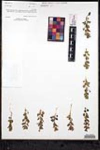 Scutellaria tuberosa image