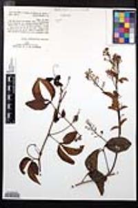 Serjania yucatanensis image