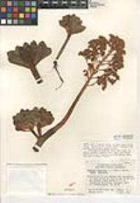 Aeonium arboreum var. arboreum image