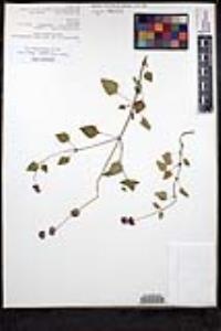 Salvia lasiocephala image