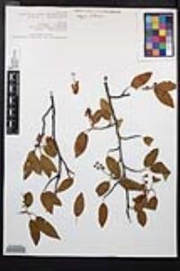 Prunus gentryi image