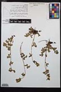 Drymocallis pseudorupestris image