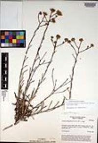 Corethrogyne filaginifolia var. incana image