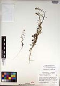 Descurainia pinnata subsp. menziesii image