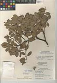 Arctostaphylos glandulosa subsp. mollis image