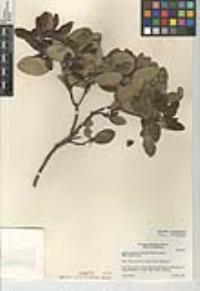 Comarostaphylis diversifolia subsp. planifolia image