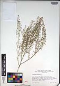 Lepidium virginicum image