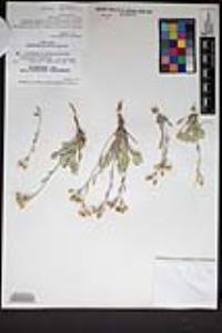 Physaria ovalifolia subsp. ovalifolia image