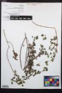 Clinopodium chandleri image