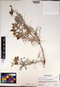 Astragalus nevinii image