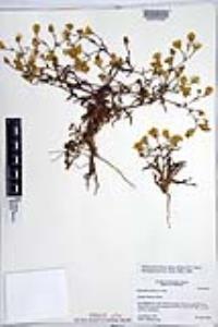 Malacothrix foliosa subsp. foliosa image