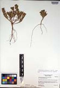 Camissoniopsis guadalupensis image
