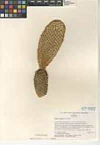 Opuntia microdasys image