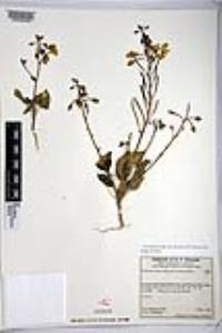Chylismia brevipes subsp. arizonica image