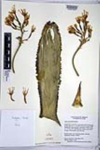 Agave gypsophila image