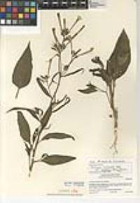 Nicotiana acuminata var. multiflora image